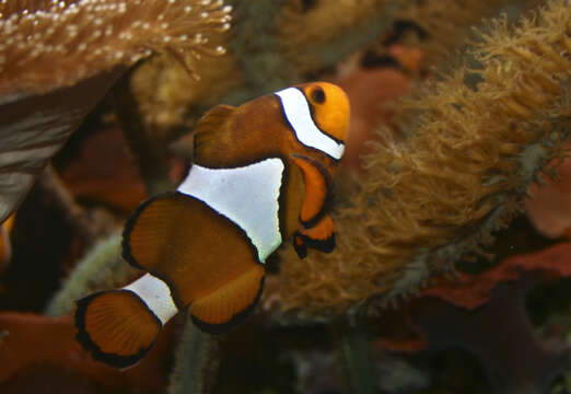 Imagem de Amphiprion ocellaris Cuvier 1830