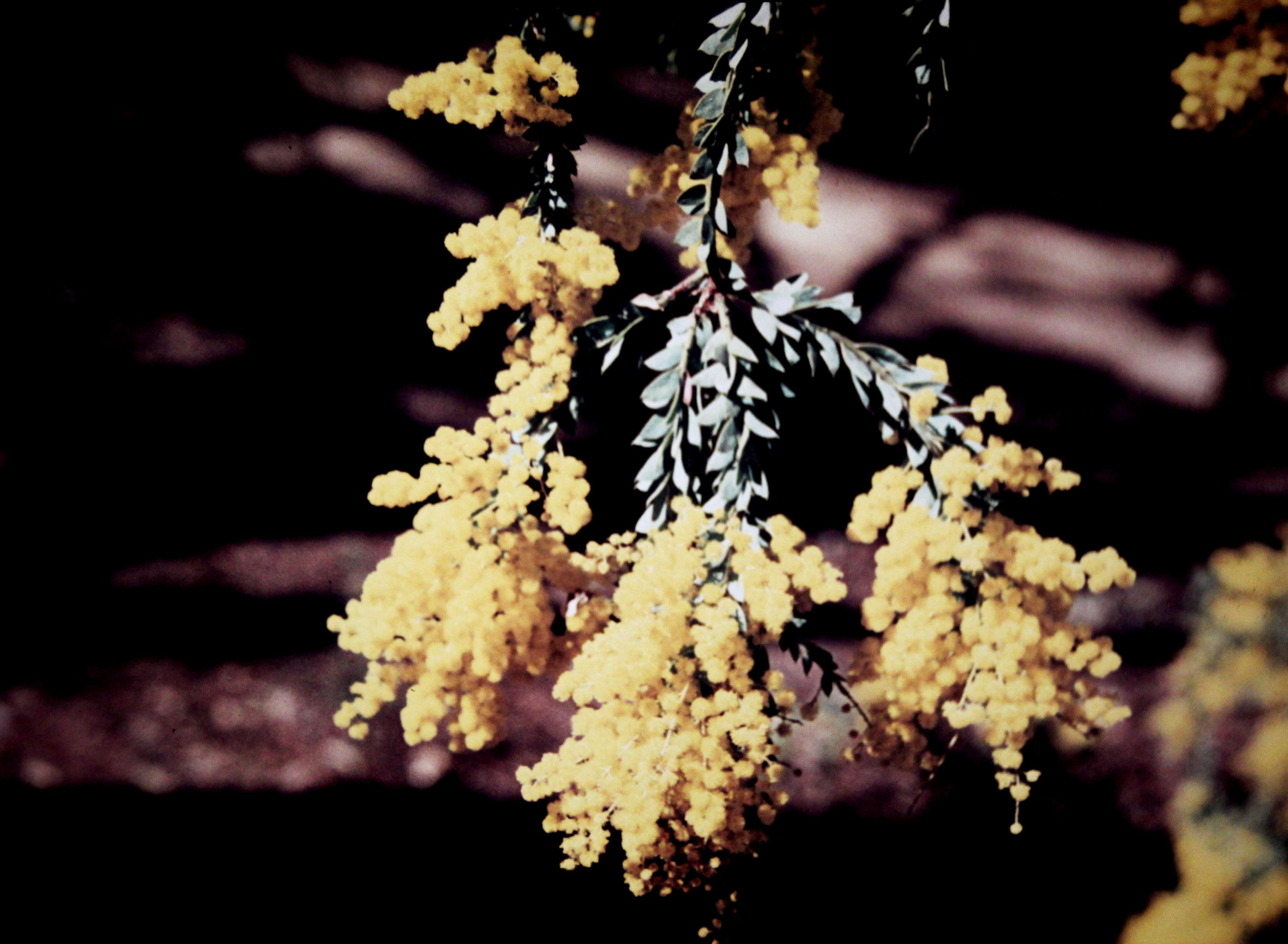 Image of Acacia vestita Ker Gawl.