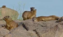 Image of Rock Hyrax