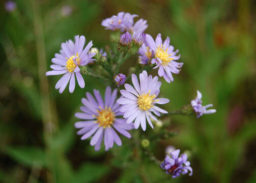 Image of aster