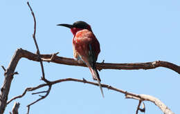 Image of Southern Carmine Bee-eater