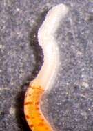 Image of Oerstediidae