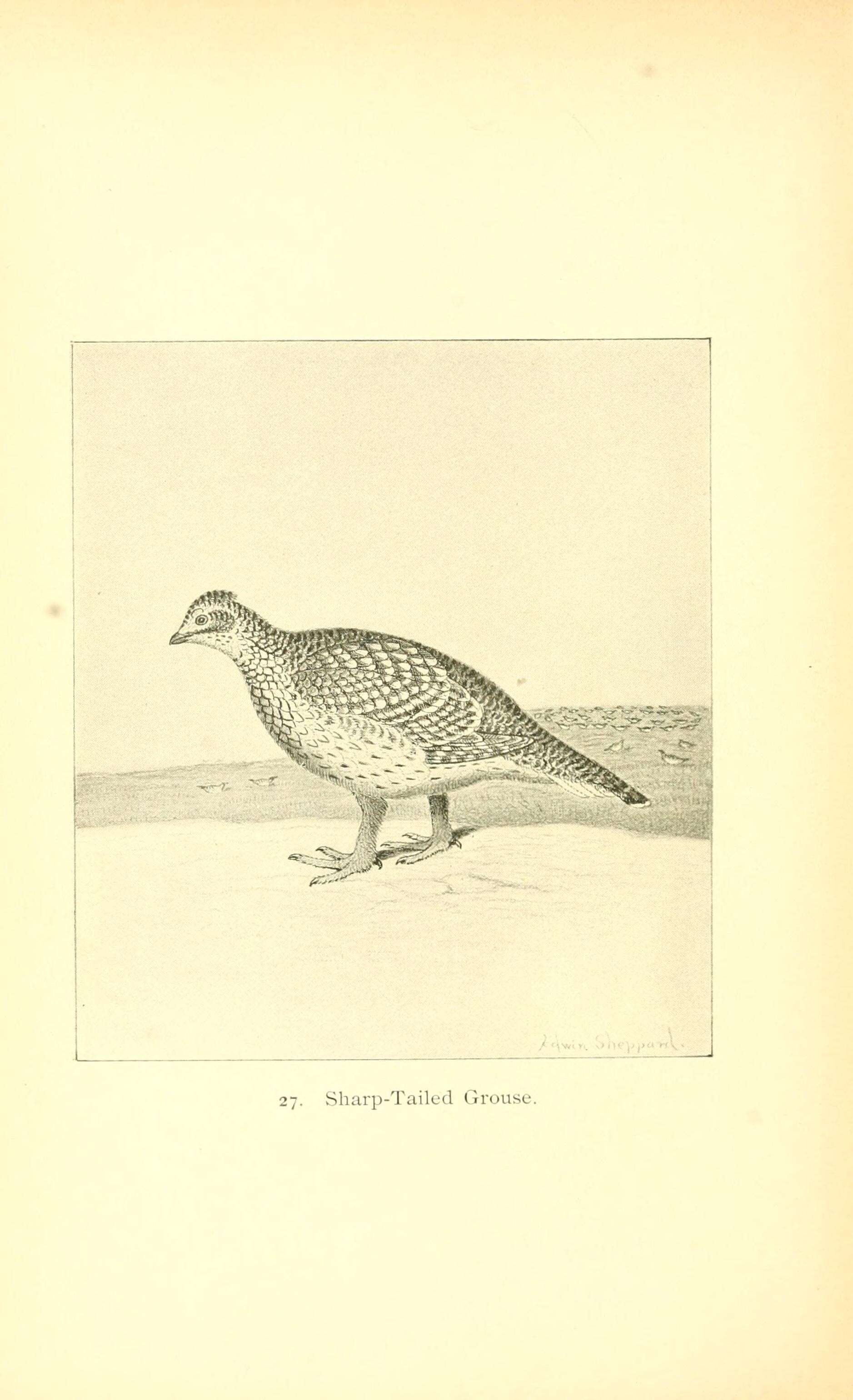 Image of prairie-chickens:  greater prairie-chicken; lesser prairie-chicken