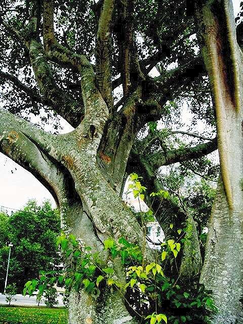 Image of peepul tree