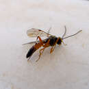 Image of Parasitoid wasp