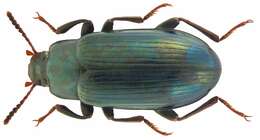 Image of Coelometopinae