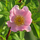 Image of white prairie rose