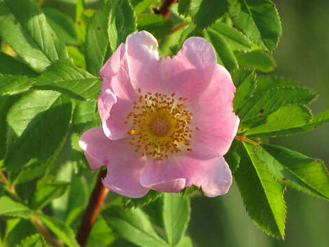 Image of white prairie rose