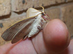 Image of Australian lappet moths