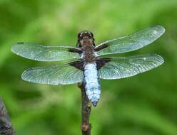 Image of Libellula Linnaeus 1758