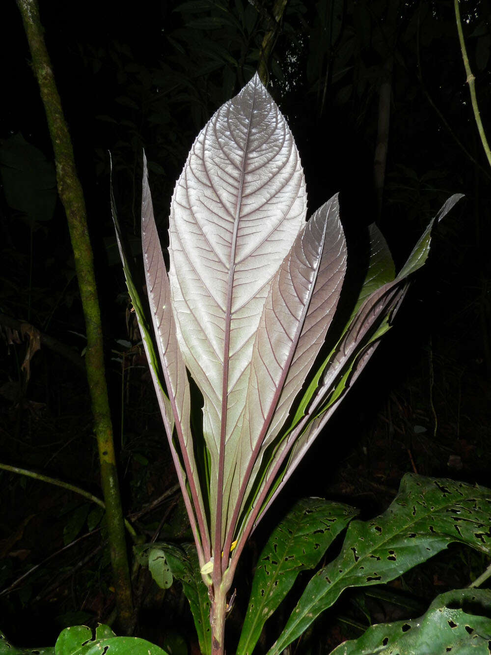 Слика од Cybianthus schlimii (Hook. fil.) G. Agostini