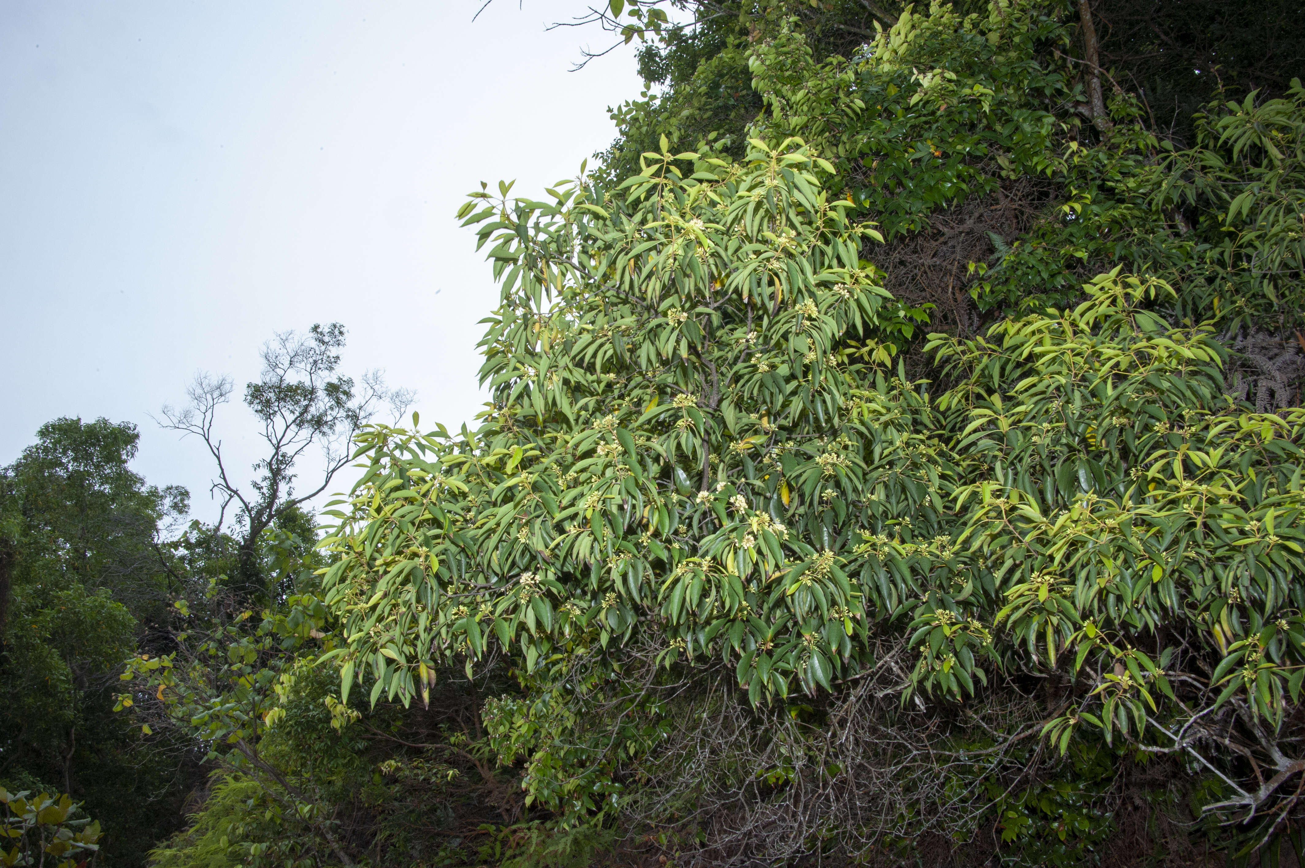 Image of Rusty Pittosporum