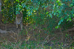 Image of Jaguar