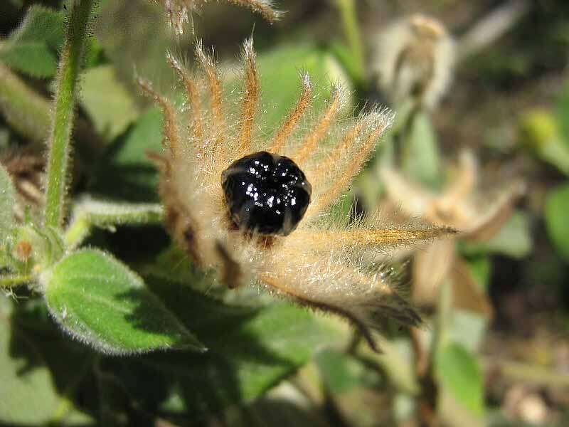 Image of Pavonia malacophylla (Link & Otto) Hemsl.