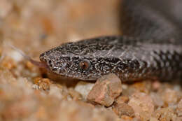 Image of Common Wolf Snake