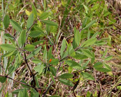 Image of gopherweed