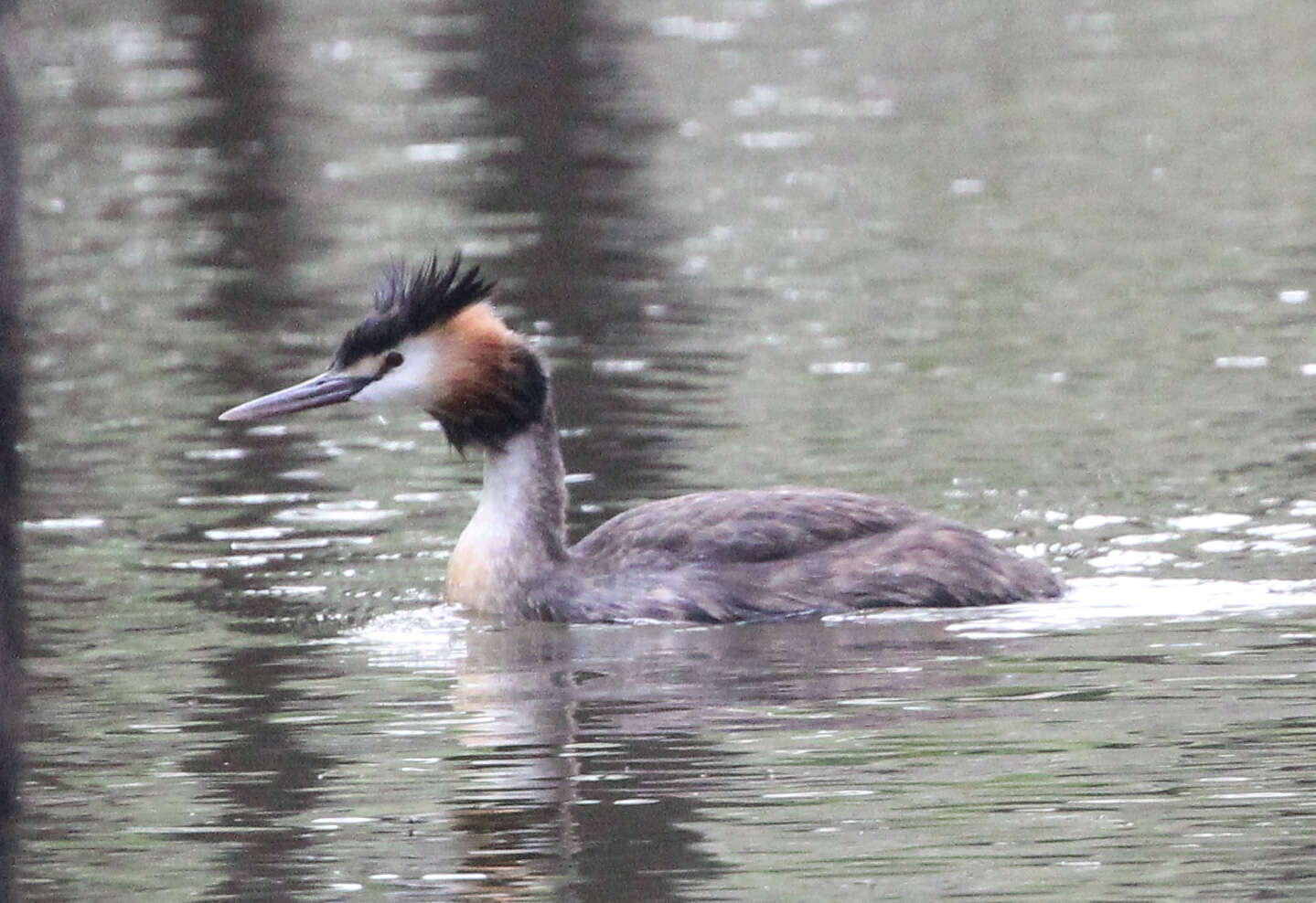 صورة Podiceps cristatus australis Gould 1844