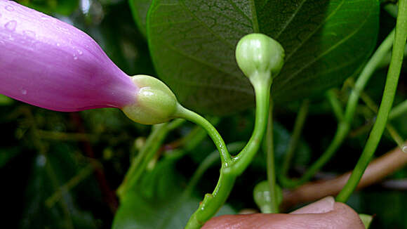 Plancia ëd Ipomoea batatoides Choisy