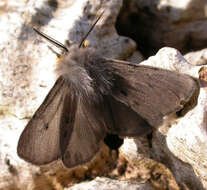 Image of muslin moth