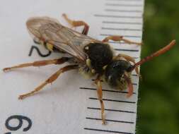 Image of Nomada goodeniana (Kirby 1802)