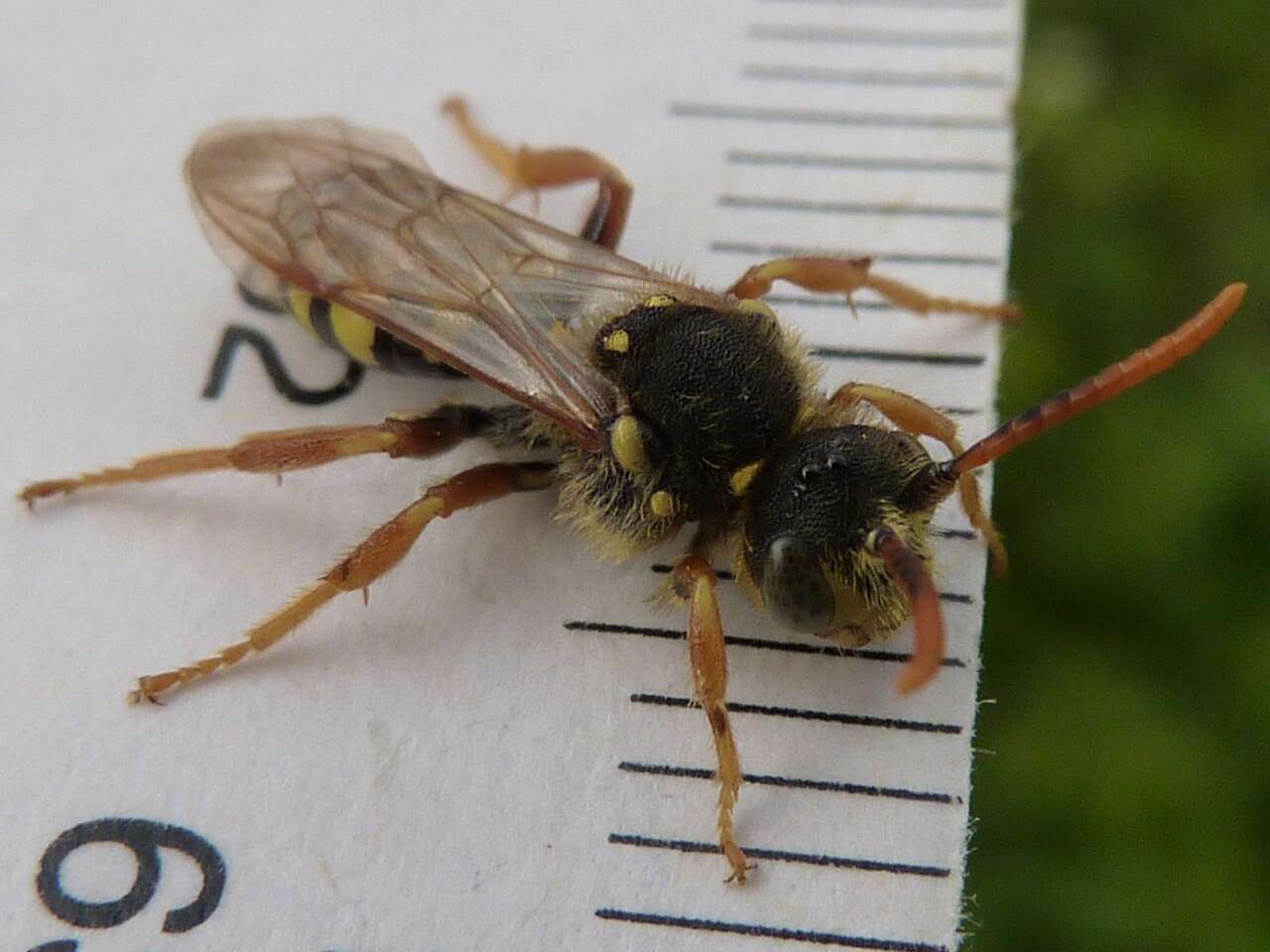 Image of Nomada goodeniana (Kirby 1802)