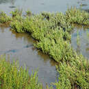 Sivun Salicornia nitens P. W. Ball & Tutin kuva