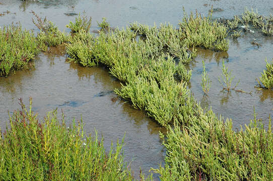 Image of Salicornia nitens P. W. Ball & Tutin