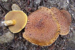 Image of Western Painted Suillus