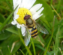 Image of Syrphus torvus Osten Sacken 1875