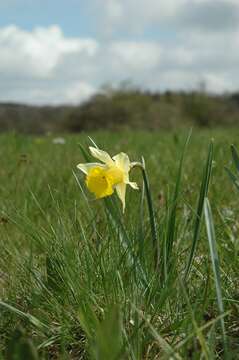 Image of daffodil