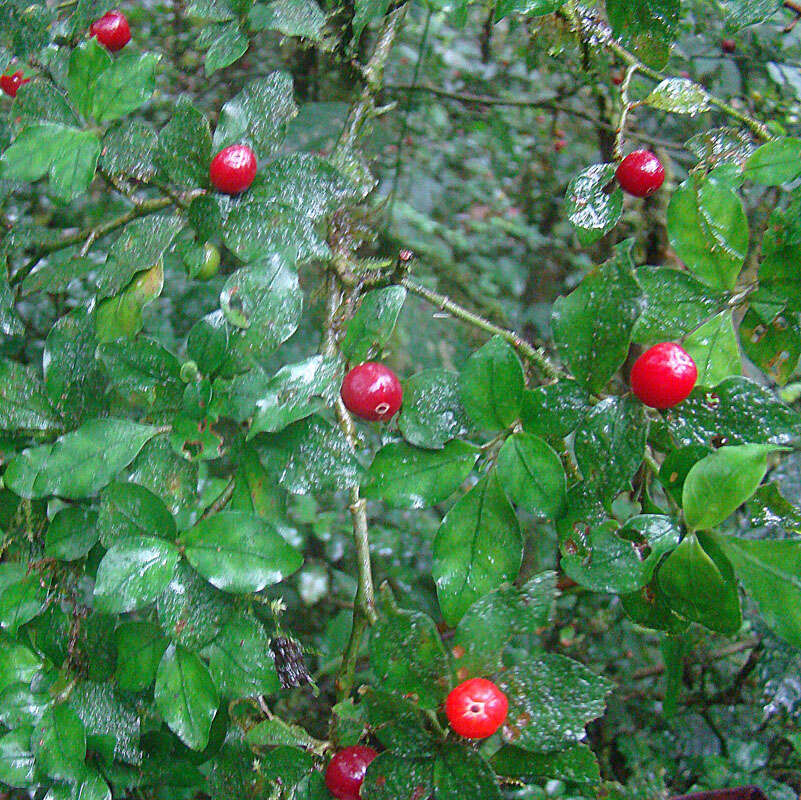 Plancia ëd Psychotria parvifolia Benth.