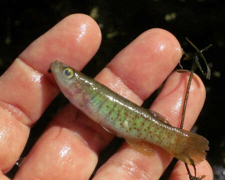 Image of Golden Topminnow