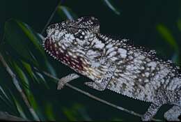 Image of Malagasy chameleons