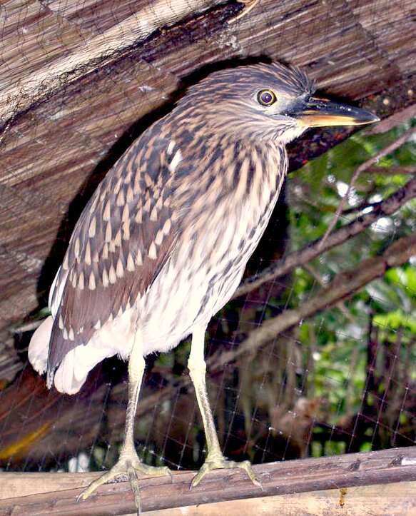 Image of Night Herons