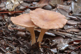 Image of funnel clitocybe