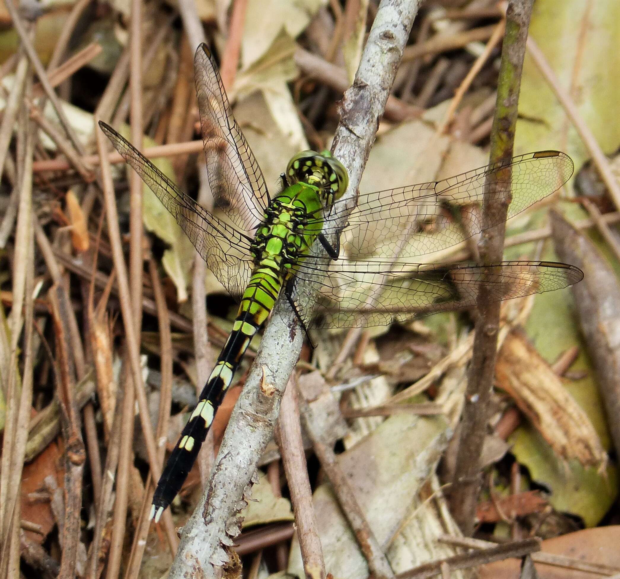 Image of Pondhawks