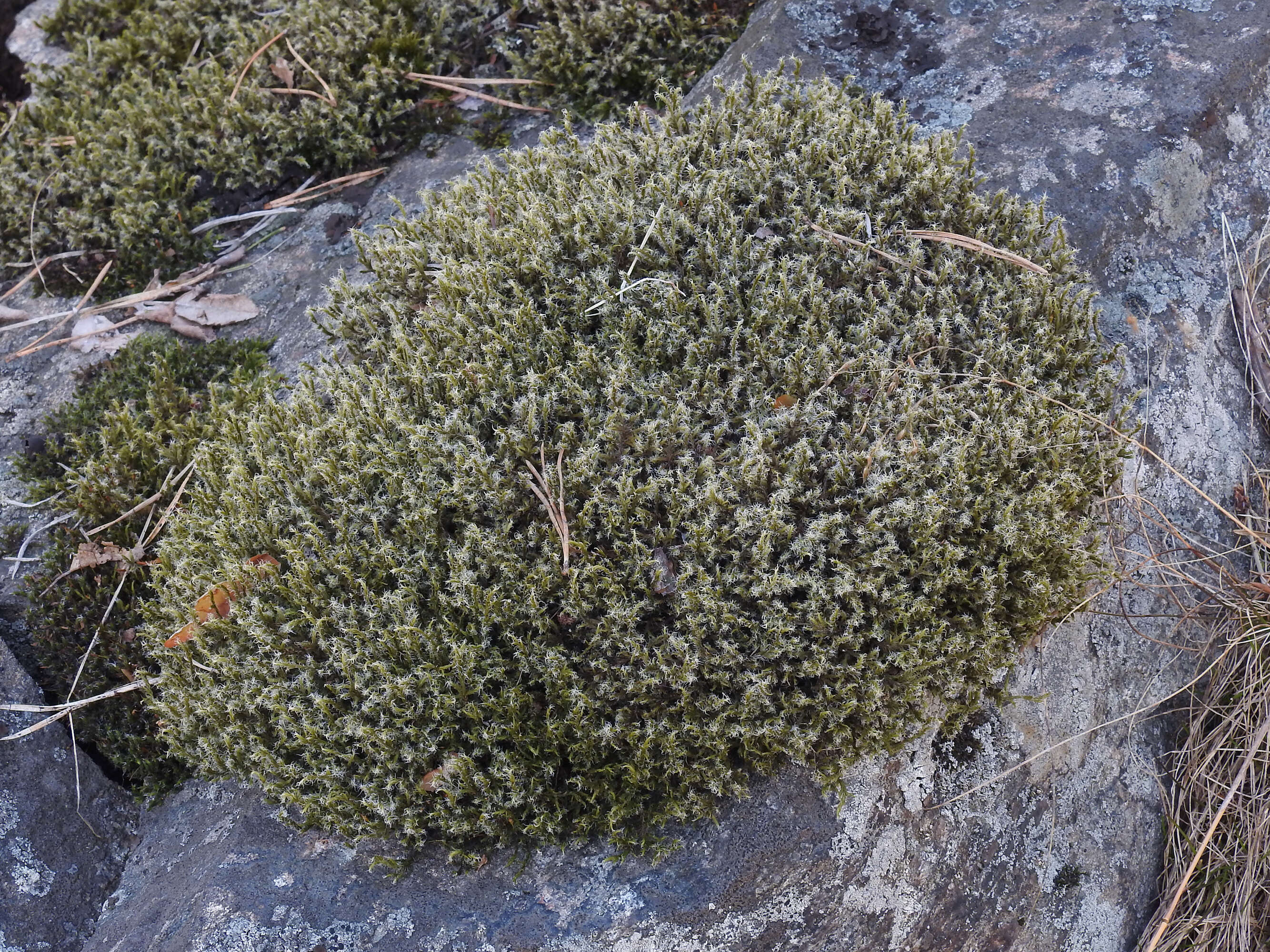 Image of racomitrium moss