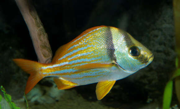 Image of Porkfish