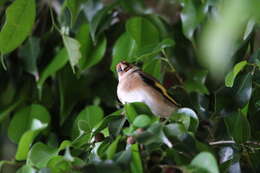 Carduelis carduelis parva Tschusi 1901的圖片