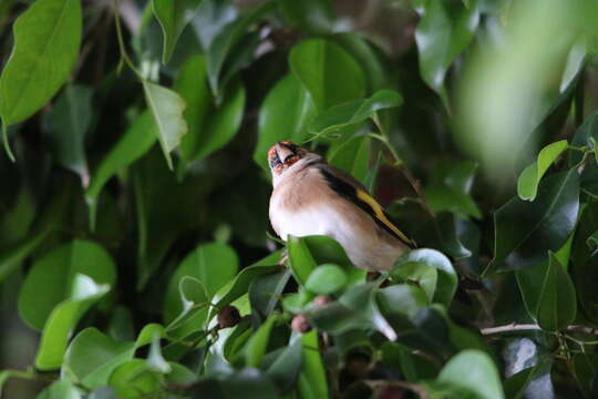 Image of Carduelis carduelis parva Tschusi 1901