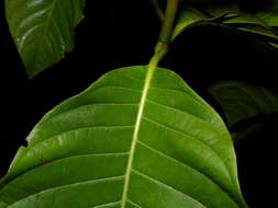 Palicourea guianensis Aubl.的圖片