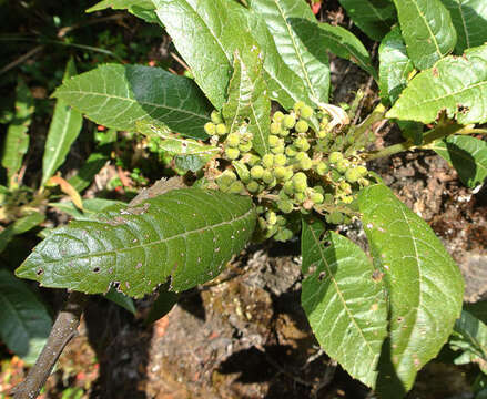 Image of Morella pubescens (Humb. & Bonpl. ex Willd.) Wilbur