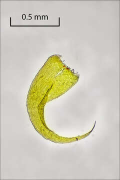 Image of ctenidium moss