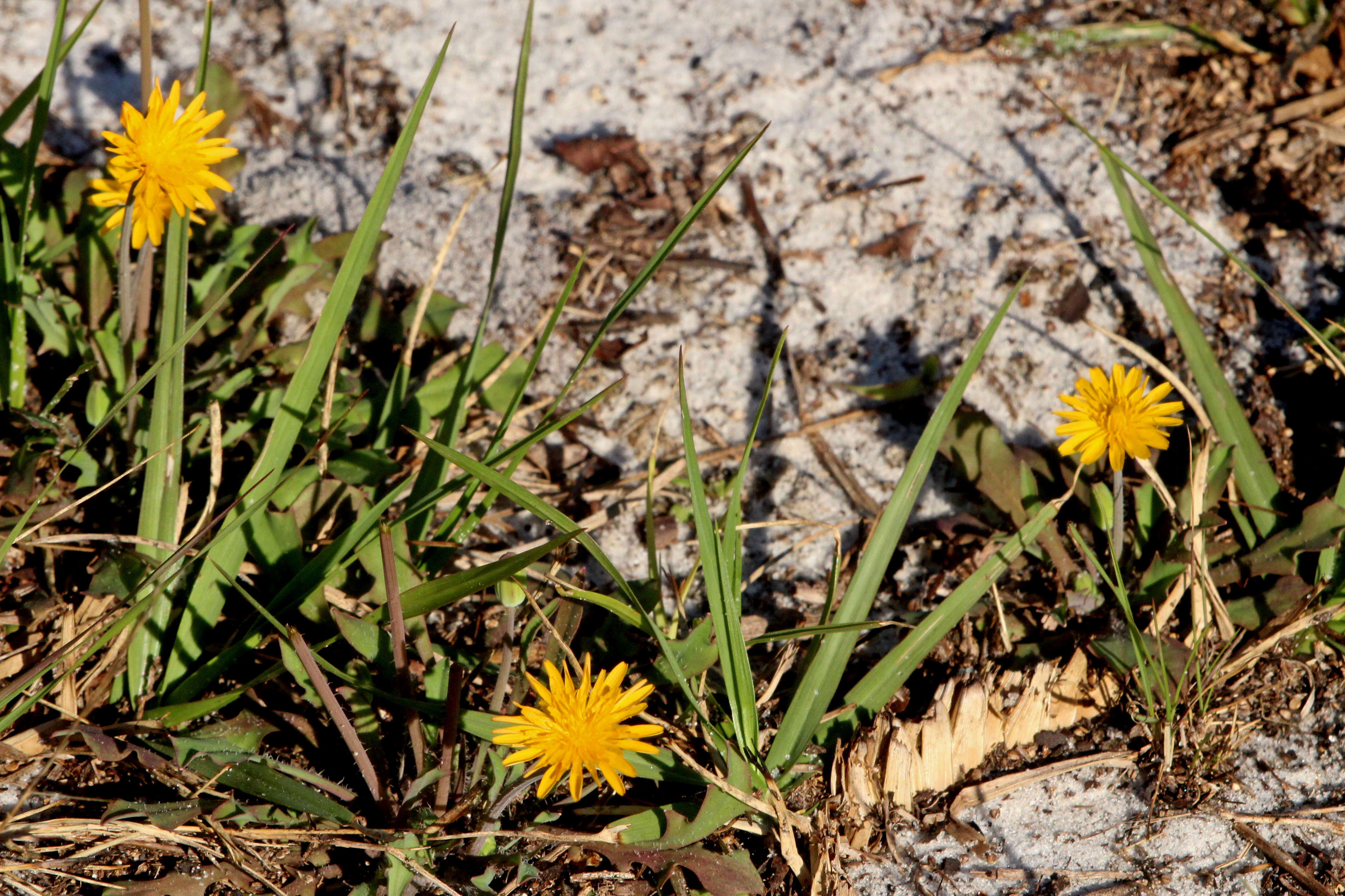 Image of dwarfdandelion