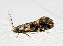 Image of Cork Moth