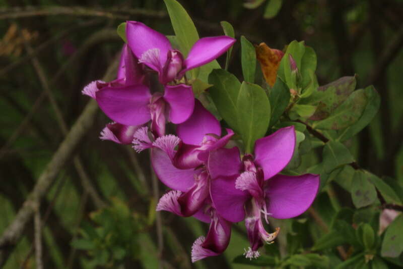 Image of Heart-leaf polygala