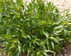 Image of gray aster