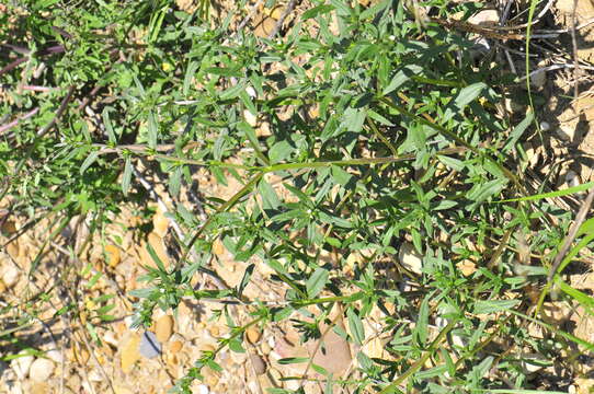 Image of Boraginaceae