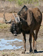 Image of Black Wildebeest