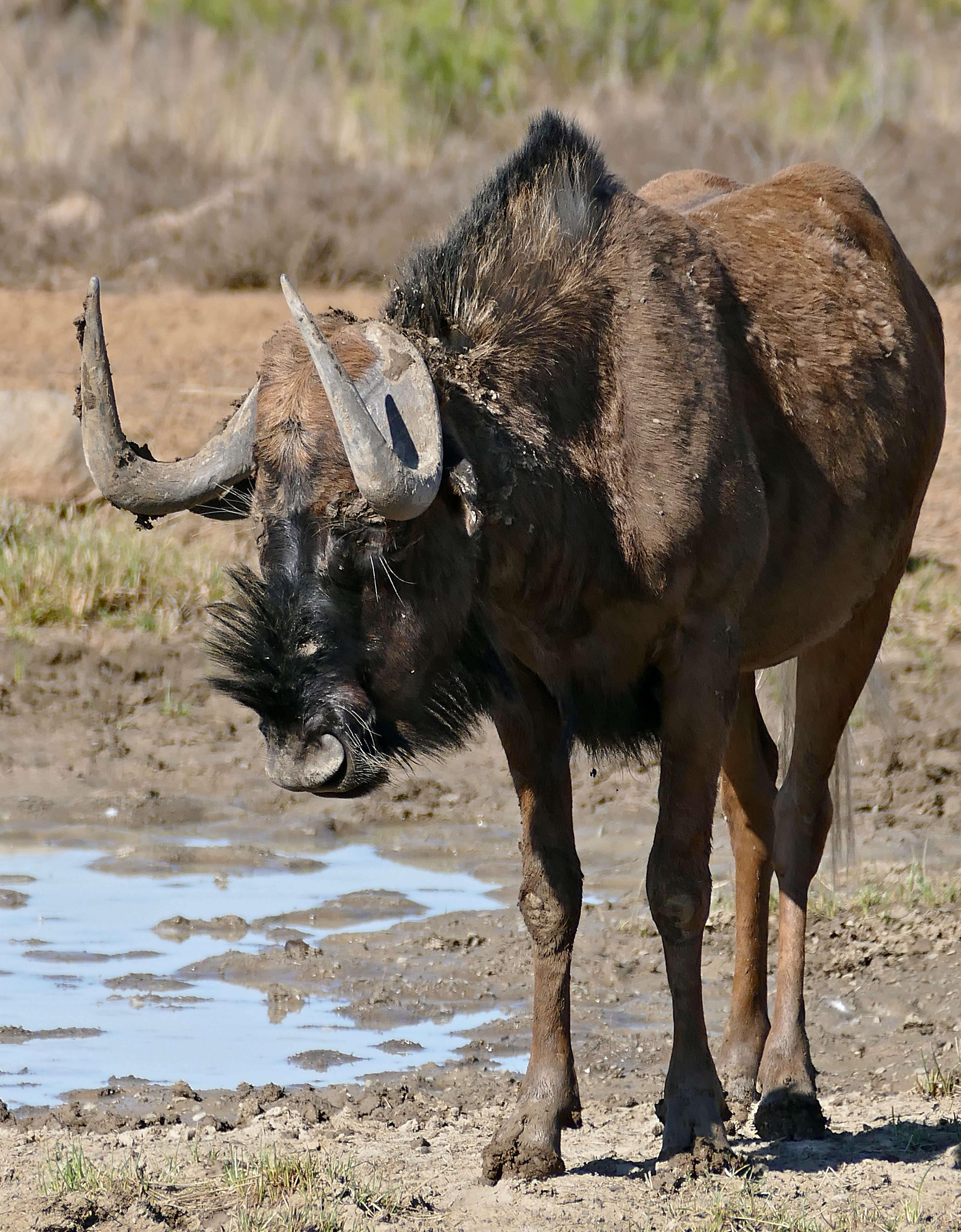 Image of wildebeest